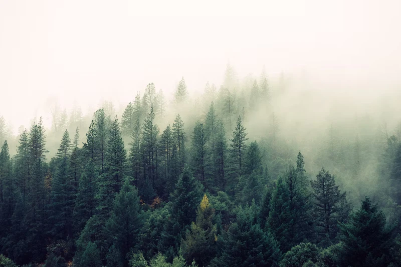 Nature scene 7